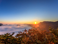 Maple leaves are in full bloom in the sea of clouds in Dandong, Liaoning province, China, on October 3, 2024. (