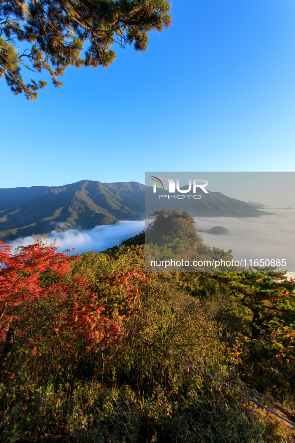 Maple leaves are in full bloom in the sea of clouds in Dandong, Liaoning province, China, on October 3, 2024. 