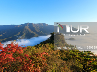 Maple leaves are in full bloom in the sea of clouds in Dandong, Liaoning province, China, on October 3, 2024. (