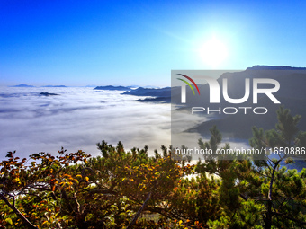 Maple leaves are in full bloom in the sea of clouds in Dandong, Liaoning province, China, on October 3, 2024. (