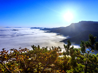 Maple leaves are in full bloom in the sea of clouds in Dandong, Liaoning province, China, on October 3, 2024. (