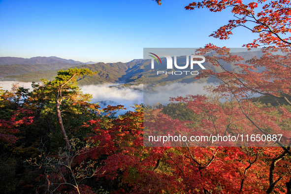 Maple leaves are in full bloom in the sea of clouds in Dandong, Liaoning province, China, on October 3, 2024. 