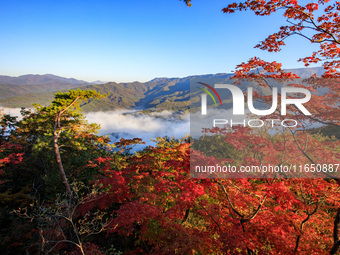 Maple leaves are in full bloom in the sea of clouds in Dandong, Liaoning province, China, on October 3, 2024. (