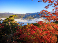 Maple leaves are in full bloom in the sea of clouds in Dandong, Liaoning province, China, on October 3, 2024. (