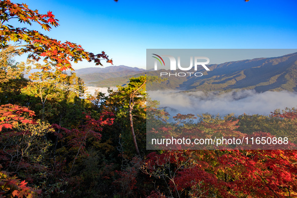 Maple leaves are in full bloom in the sea of clouds in Dandong, Liaoning province, China, on October 3, 2024. 