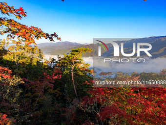 Maple leaves are in full bloom in the sea of clouds in Dandong, Liaoning province, China, on October 3, 2024. (