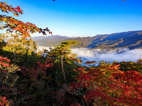 Maple leaves are in full bloom in the sea of clouds in Dandong, Liaoning province, China, on October 3, 2024. (