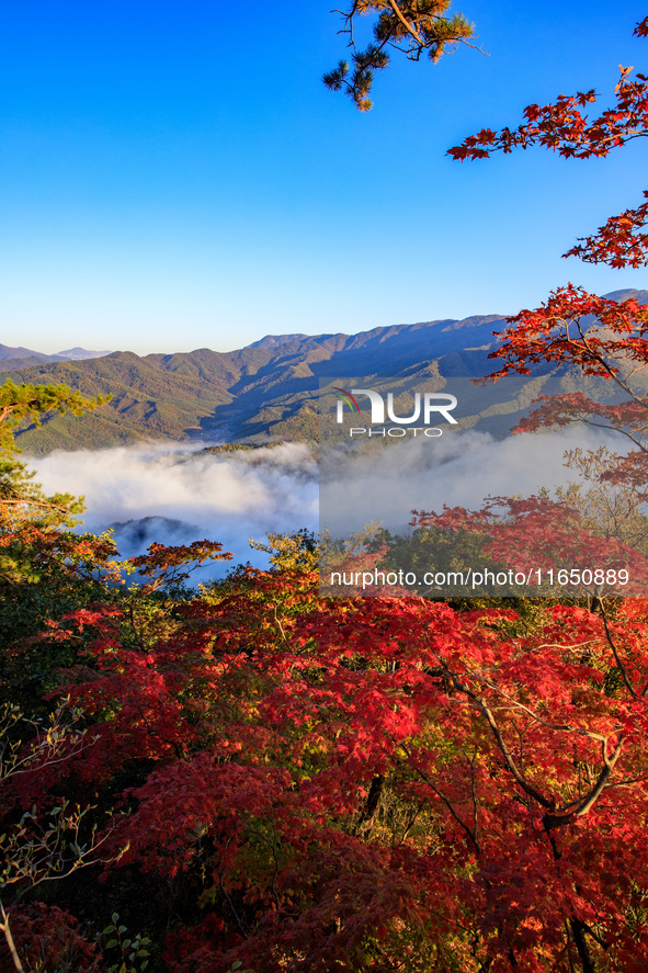 Maple leaves are in full bloom in the sea of clouds in Dandong, Liaoning province, China, on October 3, 2024. 