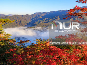 Maple leaves are in full bloom in the sea of clouds in Dandong, Liaoning province, China, on October 3, 2024. (