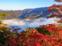 Maple leaves are in full bloom in the sea of clouds in Dandong, Liaoning province, China, on October 3, 2024. (