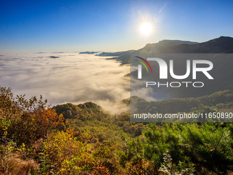 Maple leaves are in full bloom in the sea of clouds in Dandong, Liaoning province, China, on October 3, 2024. (