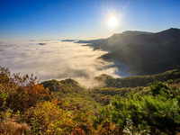 Maple leaves are in full bloom in the sea of clouds in Dandong, Liaoning province, China, on October 3, 2024. (