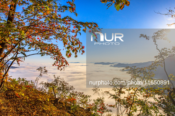 Maple leaves are in full bloom in the sea of clouds in Dandong, Liaoning province, China, on October 3, 2024. 