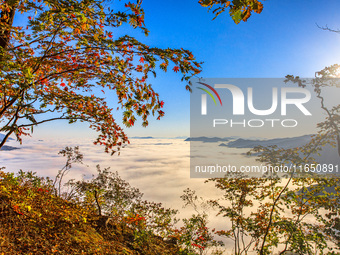 Maple leaves are in full bloom in the sea of clouds in Dandong, Liaoning province, China, on October 3, 2024. (