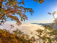 Maple leaves are in full bloom in the sea of clouds in Dandong, Liaoning province, China, on October 3, 2024. (