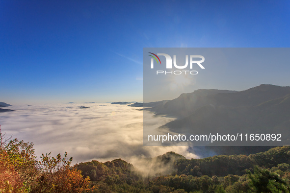 Maple leaves are in full bloom in the sea of clouds in Dandong, Liaoning province, China, on October 3, 2024. 