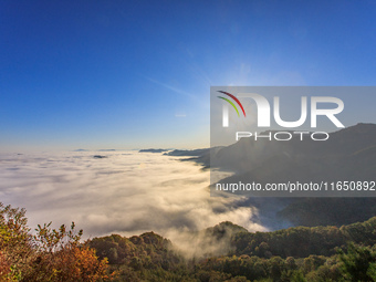 Maple leaves are in full bloom in the sea of clouds in Dandong, Liaoning province, China, on October 3, 2024. (