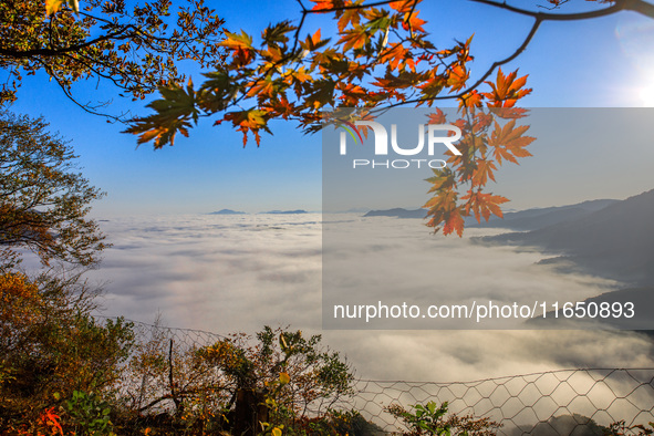 Maple leaves are in full bloom in the sea of clouds in Dandong, Liaoning province, China, on October 3, 2024. 