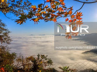 Maple leaves are in full bloom in the sea of clouds in Dandong, Liaoning province, China, on October 3, 2024. (