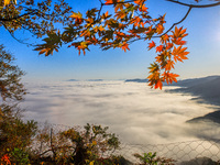 Maple leaves are in full bloom in the sea of clouds in Dandong, Liaoning province, China, on October 3, 2024. (