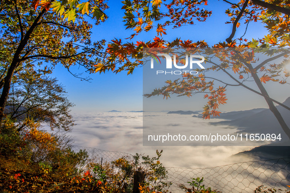 Maple leaves are in full bloom in the sea of clouds in Dandong, Liaoning province, China, on October 3, 2024. 