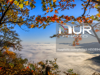 Maple leaves are in full bloom in the sea of clouds in Dandong, Liaoning province, China, on October 3, 2024. (