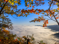 Maple leaves are in full bloom in the sea of clouds in Dandong, Liaoning province, China, on October 3, 2024. (