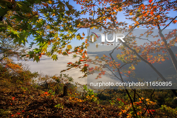 Maple leaves are in full bloom in the sea of clouds in Dandong, Liaoning province, China, on October 3, 2024. 