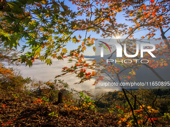 Maple leaves are in full bloom in the sea of clouds in Dandong, Liaoning province, China, on October 3, 2024. (