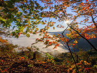 Maple leaves are in full bloom in the sea of clouds in Dandong, Liaoning province, China, on October 3, 2024. (