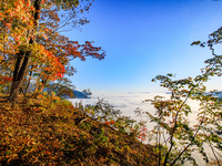 Maple leaves are in full bloom in the sea of clouds in Dandong, Liaoning province, China, on October 3, 2024. (