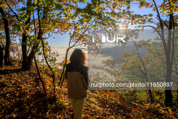 Maple leaves are in full bloom in the sea of clouds in Dandong, Liaoning province, China, on October 3, 2024. 