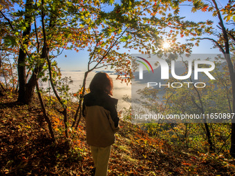 Maple leaves are in full bloom in the sea of clouds in Dandong, Liaoning province, China, on October 3, 2024. (