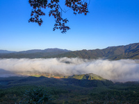 Maple leaves are in full bloom in the sea of clouds in Dandong, Liaoning province, China, on October 3, 2024. (