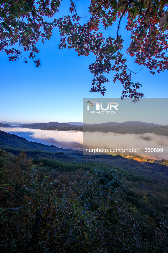 Maple leaves are in full bloom in the sea of clouds in Dandong, Liaoning province, China, on October 3, 2024. 