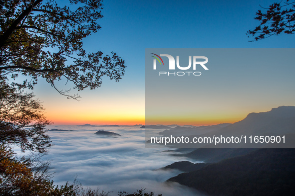 Maple leaves are in full bloom in the sea of clouds in Dandong, Liaoning province, China, on October 3, 2024. 