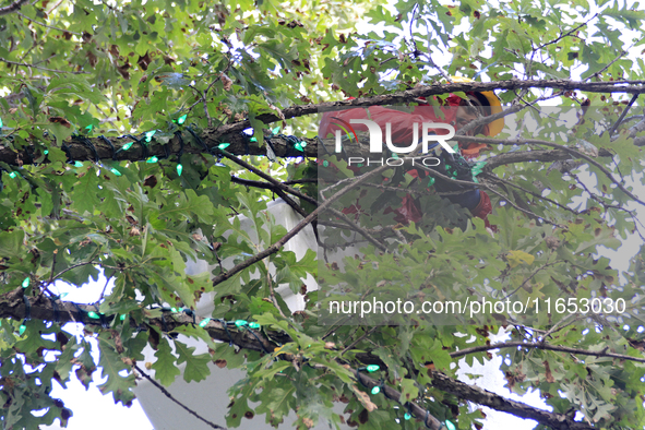 An employee of Classic Displays, based in Mississauga, attaches holiday lights to a tree in Gage Park in downtown Brampton, Ontario, Canada,...