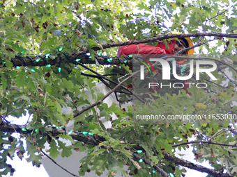 An employee of Classic Displays, based in Mississauga, attaches holiday lights to a tree in Gage Park in downtown Brampton, Ontario, Canada,...