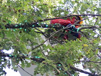 An employee of Classic Displays, based in Mississauga, attaches holiday lights to a tree in Gage Park in downtown Brampton, Ontario, Canada,...