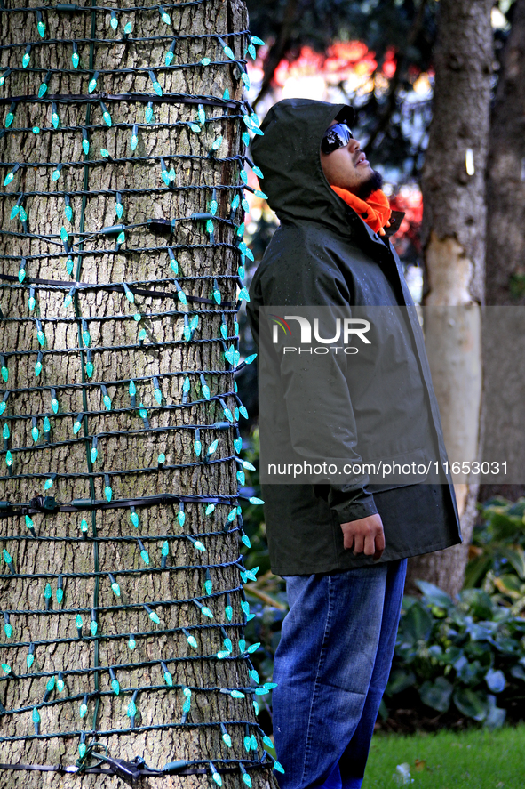 An employee of Classic Displays, based in Mississauga, watches a fellow employee attach holiday lights to a tree in Gage Park in downtown Br...