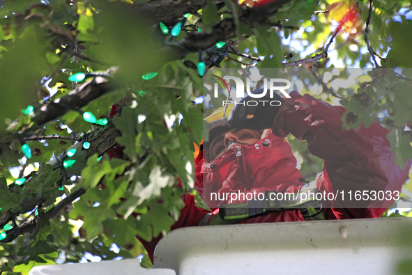 An employee of Classic Displays, based in Mississauga, attaches holiday lights to a tree in Gage Park in downtown Brampton, Ontario, Canada,...