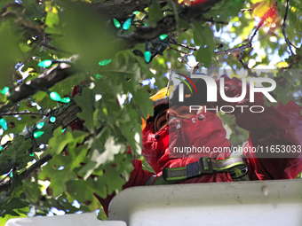 An employee of Classic Displays, based in Mississauga, attaches holiday lights to a tree in Gage Park in downtown Brampton, Ontario, Canada,...