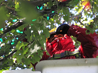 An employee of Classic Displays, based in Mississauga, attaches holiday lights to a tree in Gage Park in downtown Brampton, Ontario, Canada,...