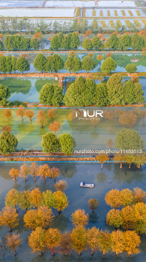 A crab breeding base is located in a fir forest in Suqian, Jiangsu province, China, on October 10, 2024. 