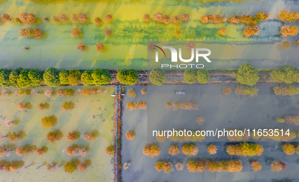 A crab breeding base is located in a fir forest in Suqian, Jiangsu province, China, on October 10, 2024. 