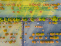 A crab breeding base is located in a fir forest in Suqian, Jiangsu province, China, on October 10, 2024. (