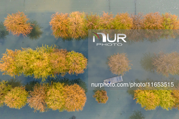 A crab breeding base is located in a fir forest in Suqian, Jiangsu province, China, on October 10, 2024. 