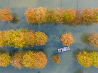 A crab breeding base is located in a fir forest in Suqian, Jiangsu province, China, on October 10, 2024. (