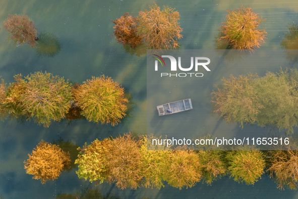 A crab breeding base is located in a fir forest in Suqian, Jiangsu province, China, on October 10, 2024. 