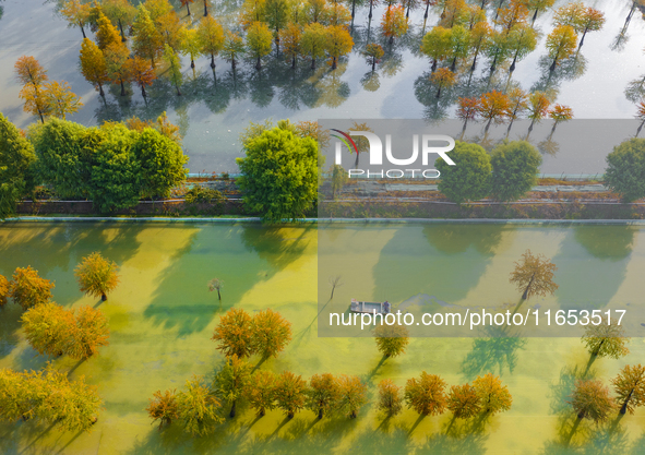 A crab breeding base is located in a fir forest in Suqian, Jiangsu province, China, on October 10, 2024. 